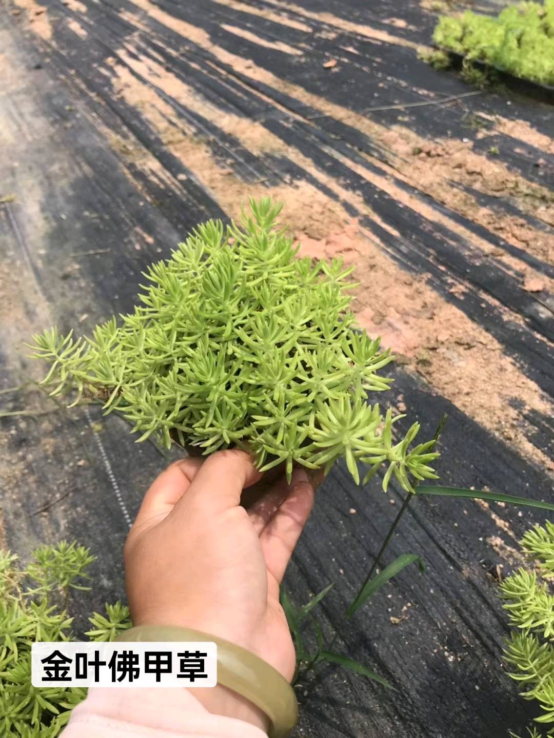 草皮