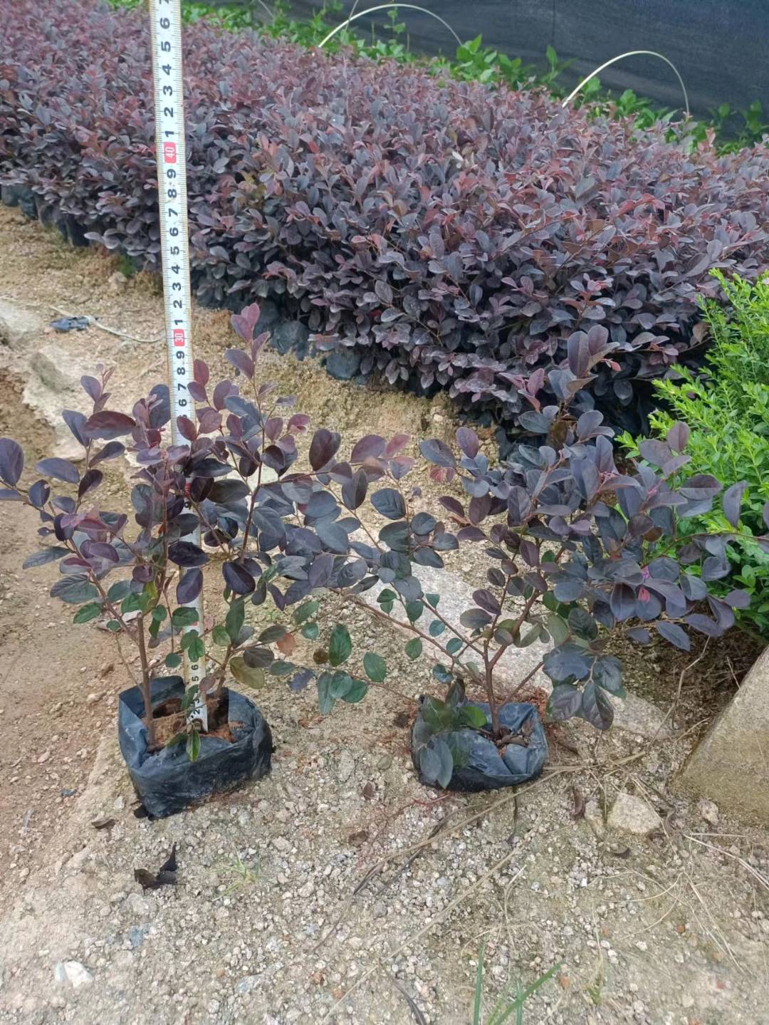 红花檵木