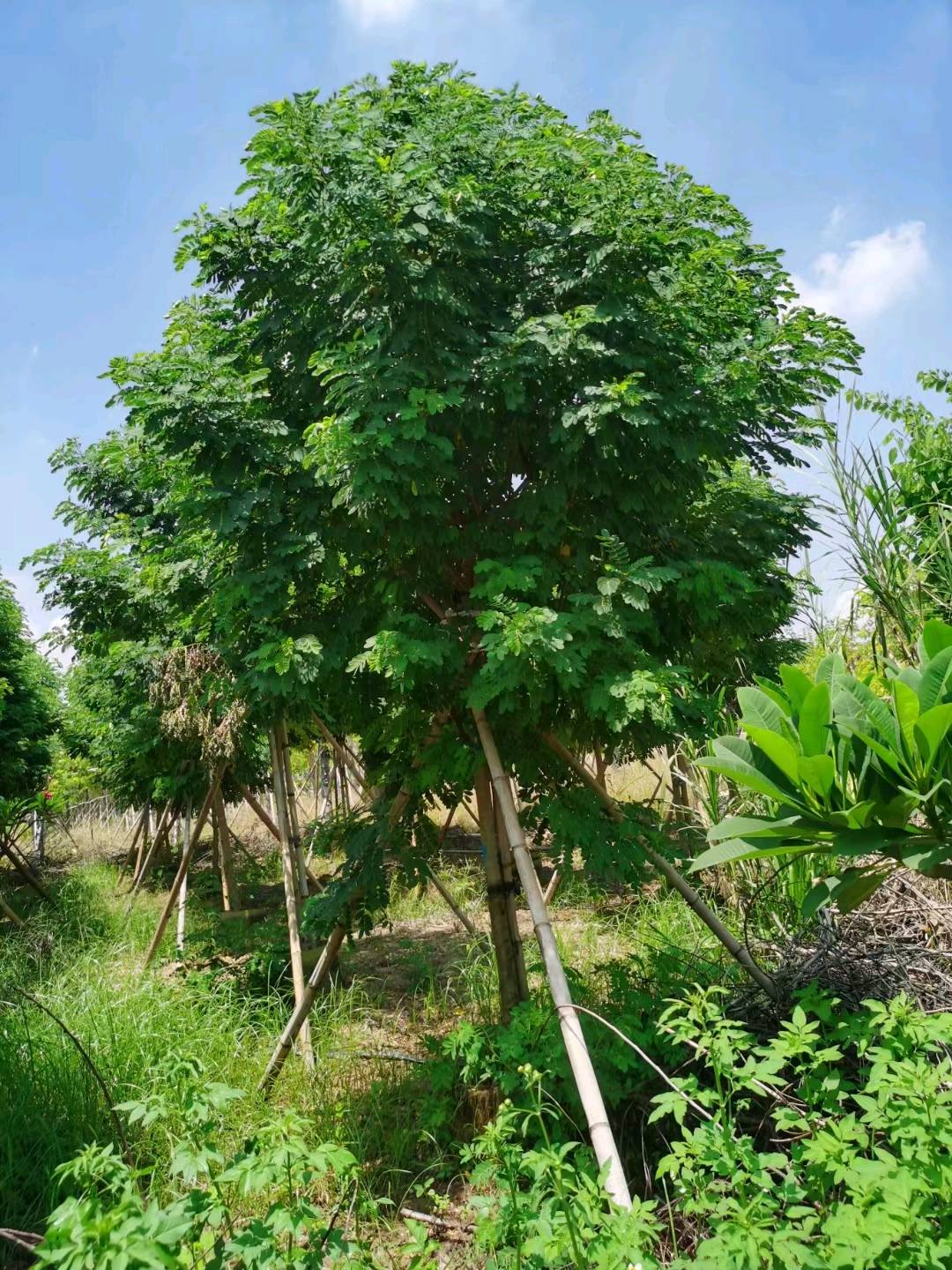黄花槐