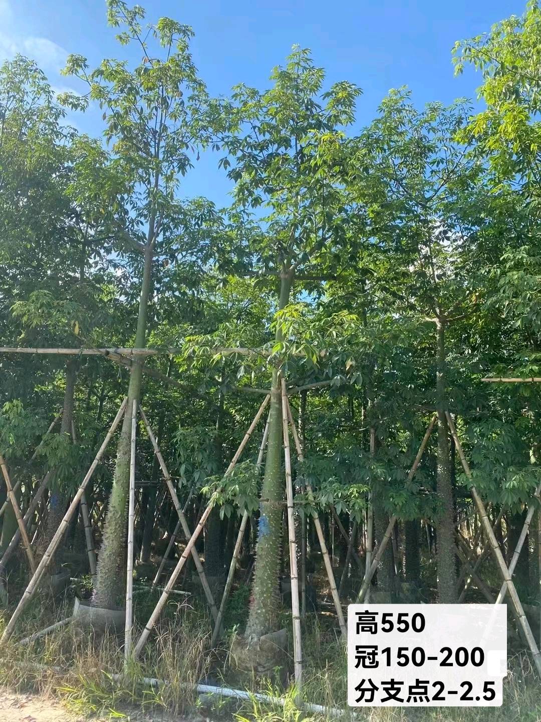 黄槿
