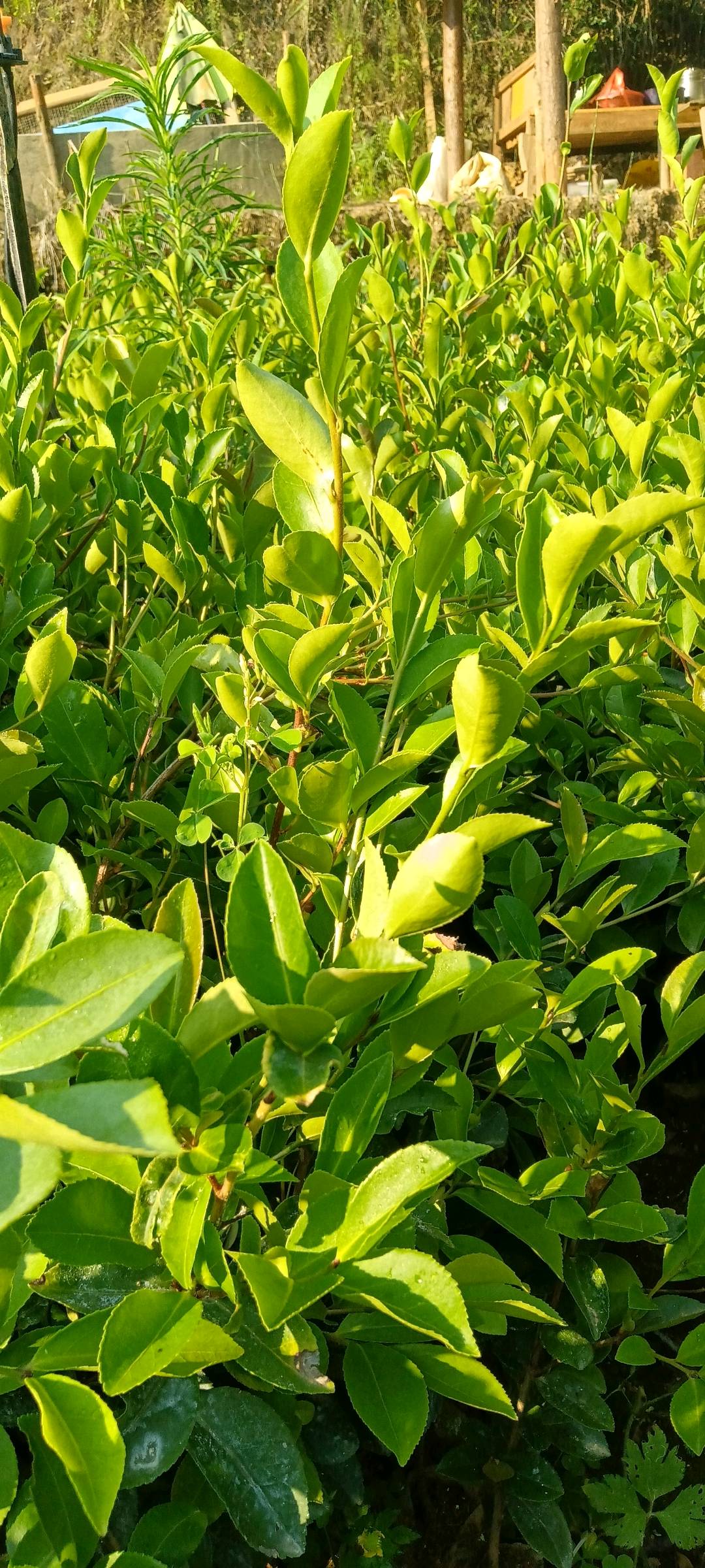 油茶树苗