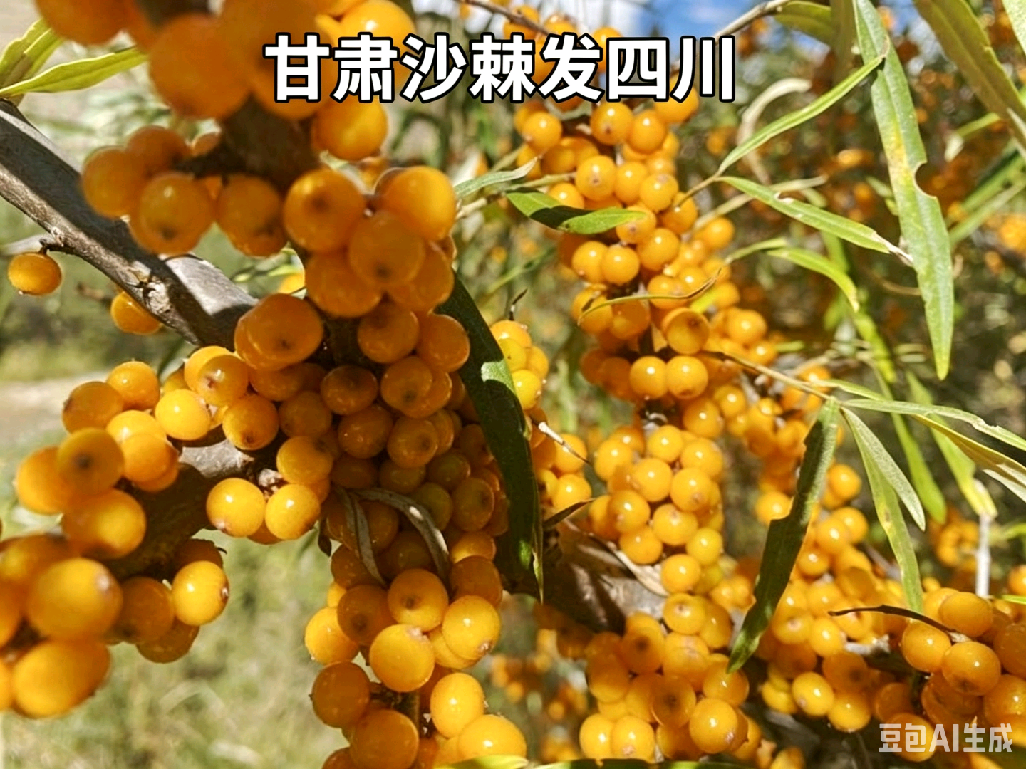 沙棘苗
