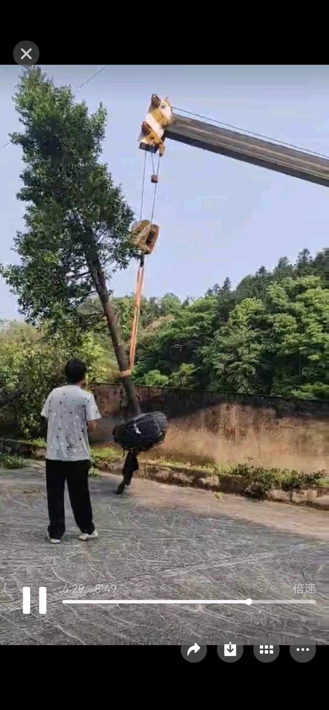 竹柏树
