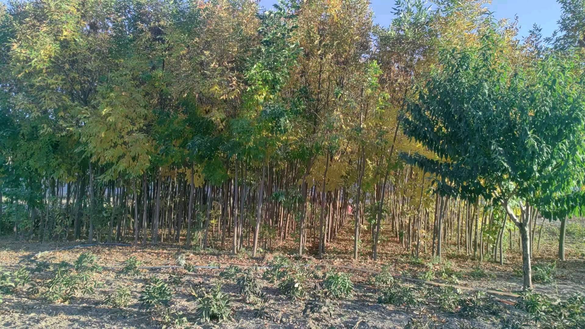 白蜡